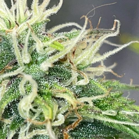 Cookies Gelato Automatic growlog timeline photo