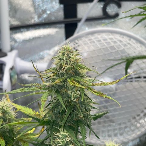Cookies Gelato Automatic growlog timeline photo