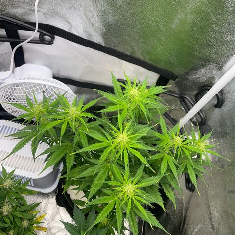 Cookies Gelato Automatic growlog timeline photo