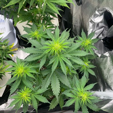 Tyson 2.0 Corkscrew Auto growlog timeline photo