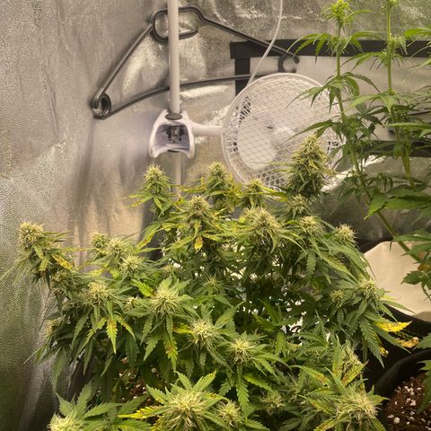 Cookies Gelato Automatic growlog timeline photo