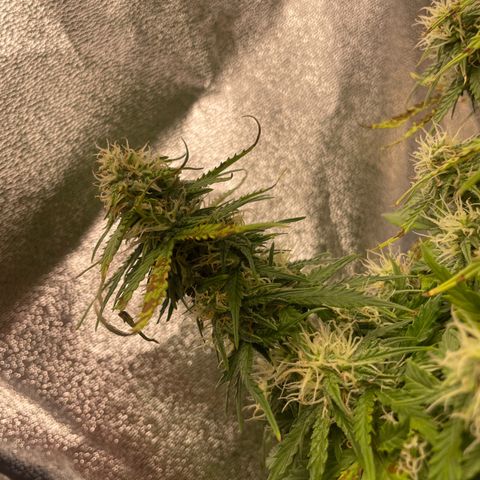 Cookies Gelato Automatic growlog timeline photo
