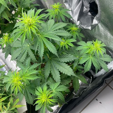 Tyson 2.0 Corkscrew Auto growlog timeline photo