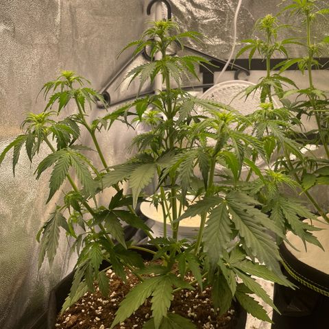 Tyson 2.0 Corkscrew Auto growlog timeline photo