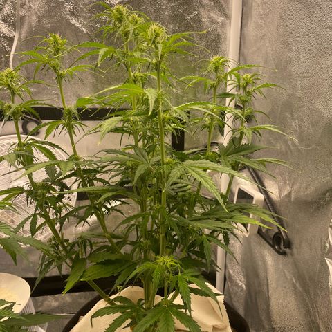 Cookies Gelato Automatic growlog timeline photo