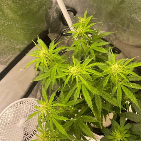 Cookies Gelato Automatic growlog timeline photo