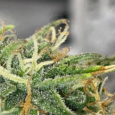 Cookies Gelato Automatic growlog timeline photo