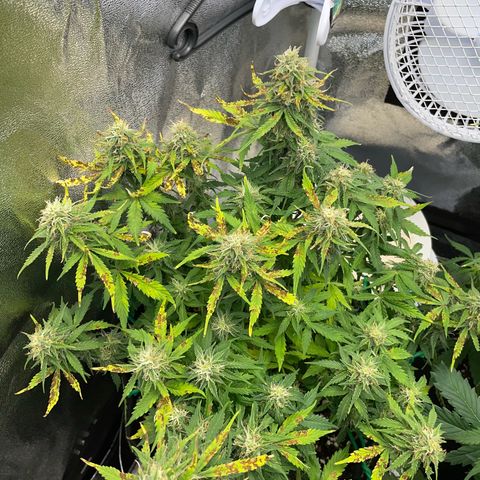 Cookies Gelato Automatic growlog timeline photo