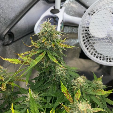 Cookies Gelato Automatic growlog timeline photo