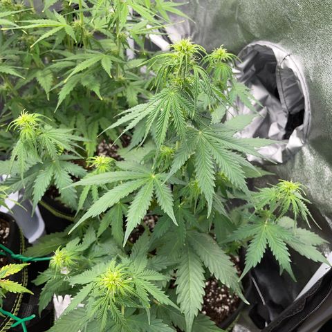 Tyson 2.0 Corkscrew Auto growlog timeline photo