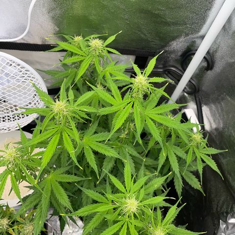 Cookies Gelato Automatic growlog timeline photo