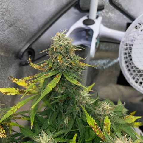 Cookies Gelato Automatic growlog timeline photo