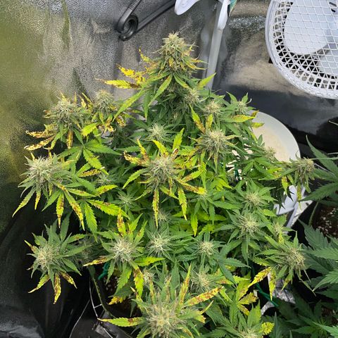 Cookies Gelato Automatic growlog timeline photo
