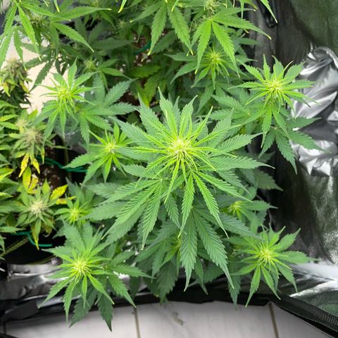 Tyson 2.0 Corkscrew Auto growlog timeline photo