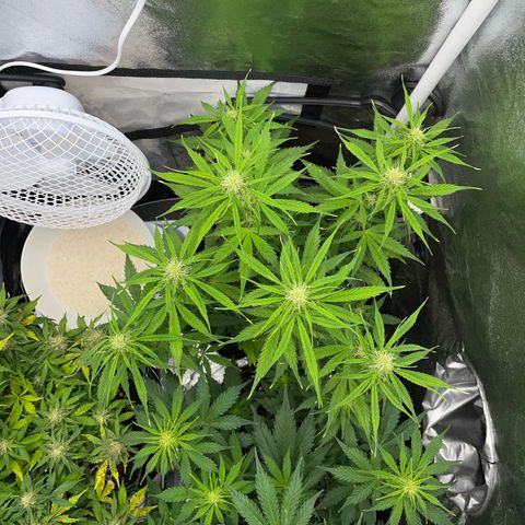 Cookies Gelato Automatic growlog timeline photo