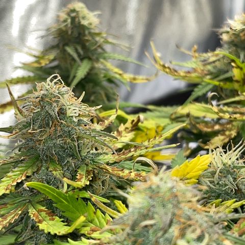 Cookies Gelato Automatic growlog timeline photo