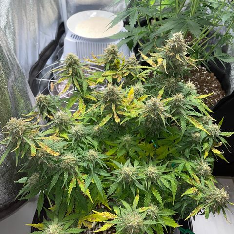 Cookies Gelato Automatic growlog timeline photo