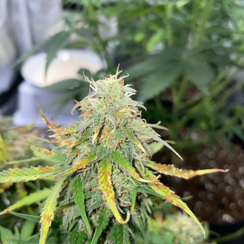 Cookies Gelato Automatic growlog timeline photo