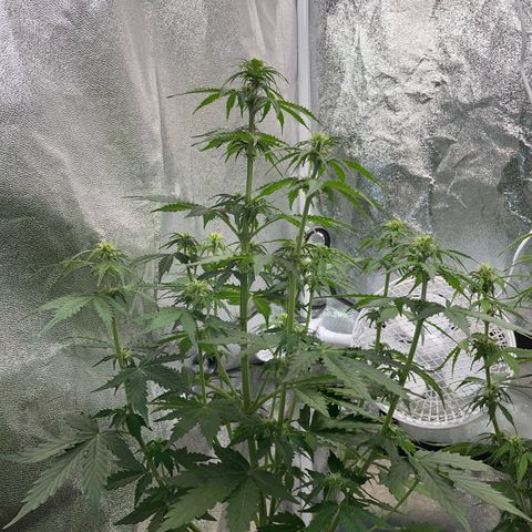 Tyson 2.0 Corkscrew Auto growlog timeline photo