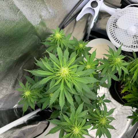 Tyson 2.0 Corkscrew Auto growlog timeline photo