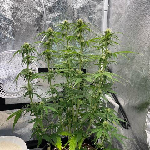 Cookies Gelato Automatic growlog timeline photo