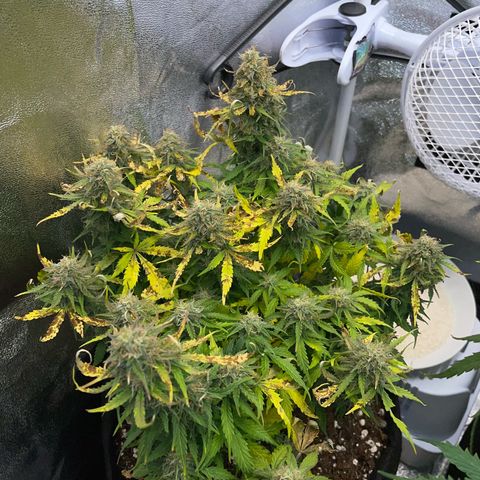 Cookies Gelato Automatic growlog timeline photo