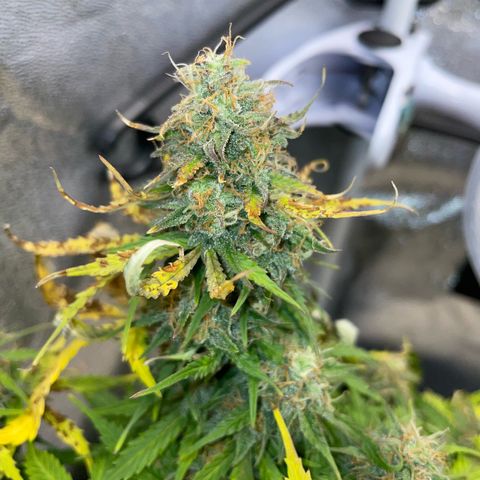 Cookies Gelato Automatic growlog timeline photo