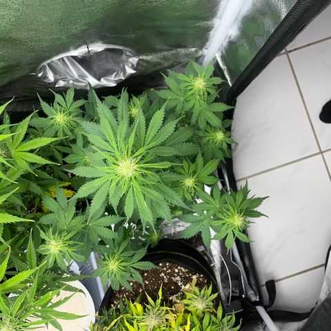 Tyson 2.0 Corkscrew Auto growlog timeline photo