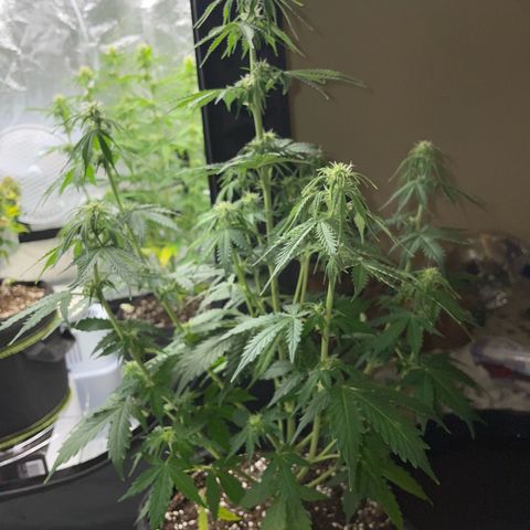 Tyson 2.0 Corkscrew Auto growlog timeline photo