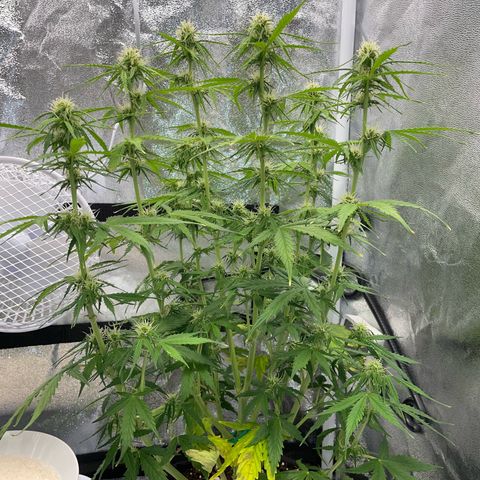 Cookies Gelato Automatic growlog timeline photo