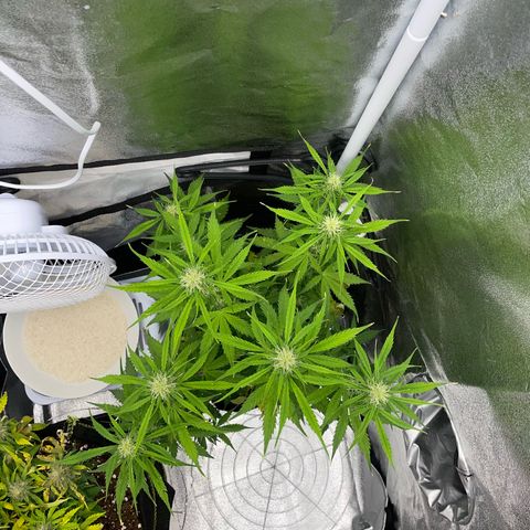Cookies Gelato Automatic growlog timeline photo