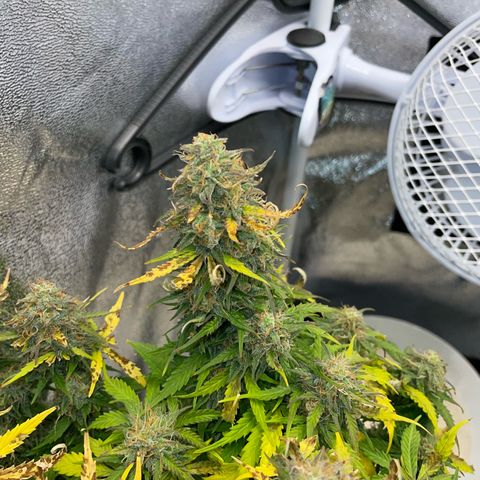 Cookies Gelato Automatic growlog timeline photo