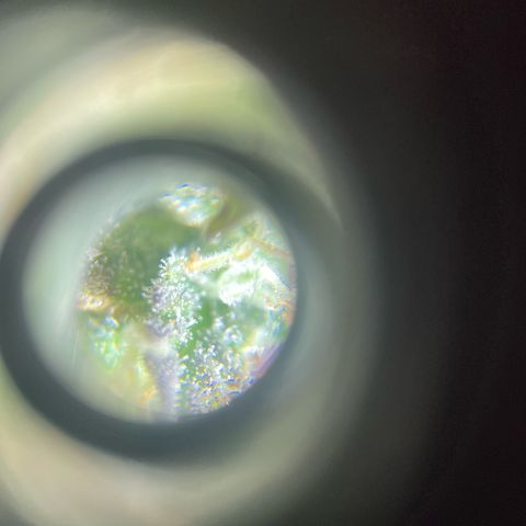 Cookies Gelato Automatic growlog timeline photo