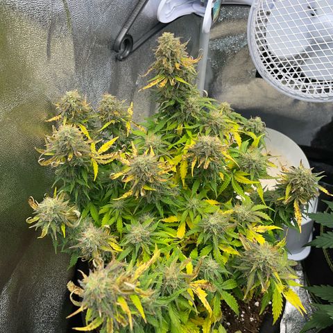 Cookies Gelato Automatic growlog timeline photo