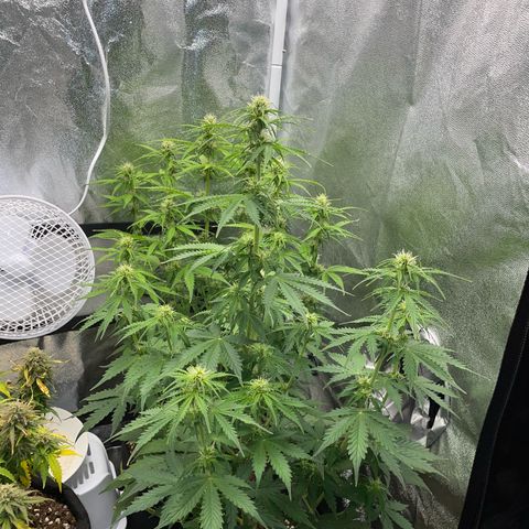 Tyson 2.0 Corkscrew Auto growlog timeline photo