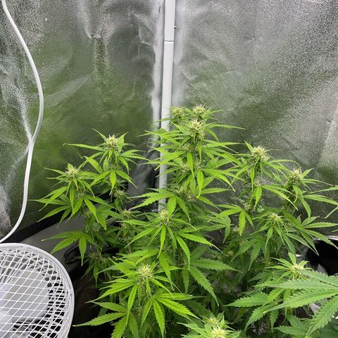 Cookies Gelato Automatic growlog timeline photo