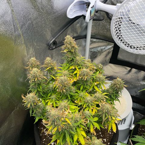 Cookies Gelato Automatic growlog timeline photo