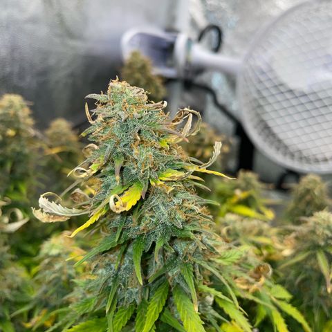 Cookies Gelato Automatic growlog timeline photo