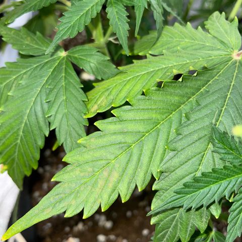 Tyson 2.0 Corkscrew Auto growlog timeline photo