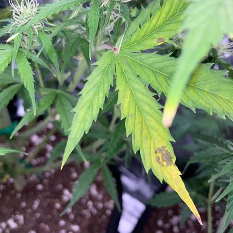 Cookies Gelato Automatic growlog timeline photo