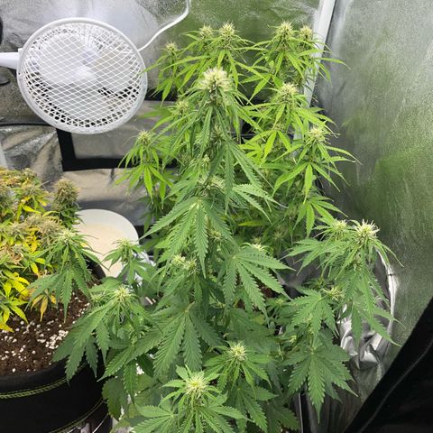 Tyson 2.0 Corkscrew Auto growlog timeline photo