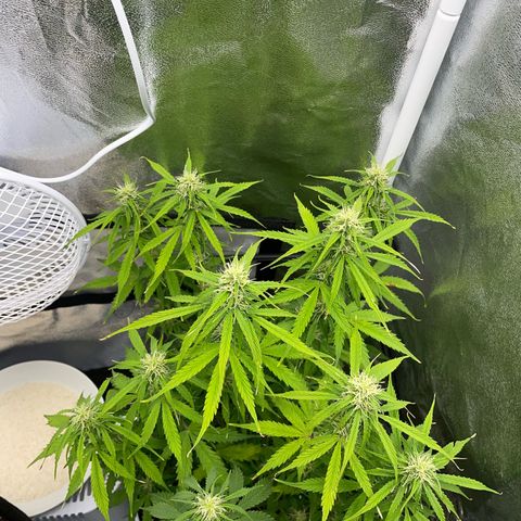 Cookies Gelato Automatic growlog timeline photo
