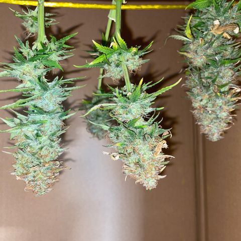 Cookies Gelato Automatic growlog timeline photo