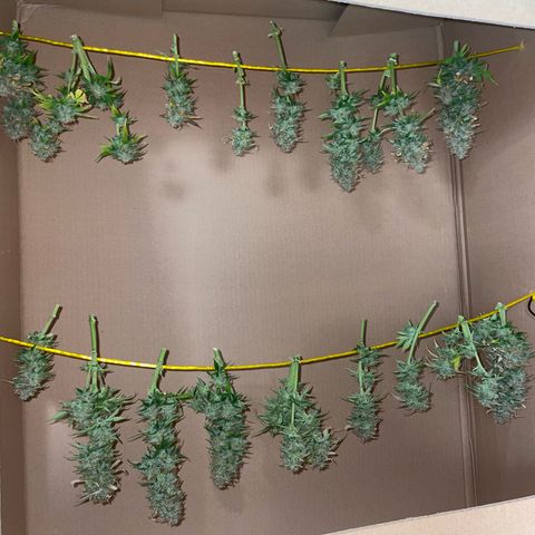 Cookies Gelato Automatic growlog timeline photo