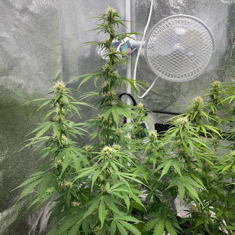 Tyson 2.0 Corkscrew Auto growlog timeline photo