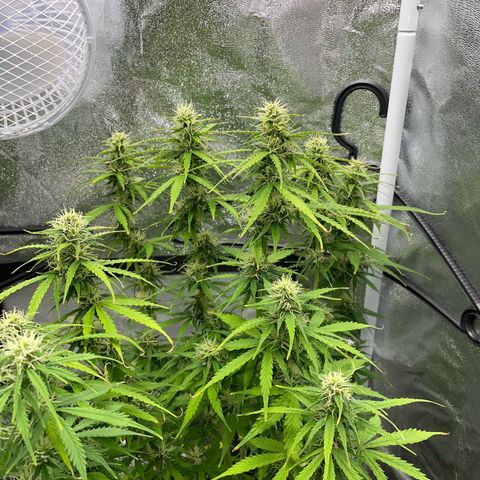 Cookies Gelato Automatic growlog timeline photo