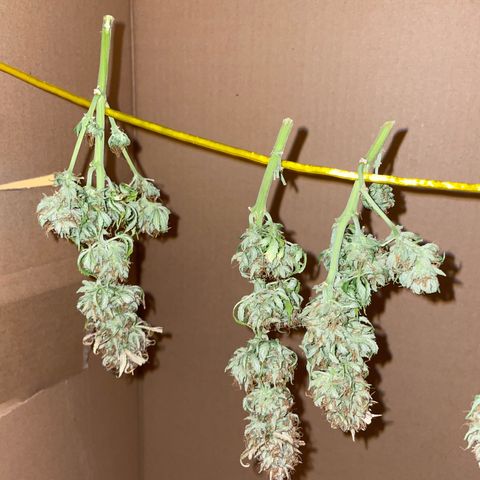 Cookies Gelato Automatic growlog timeline photo