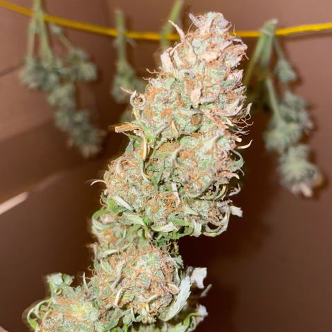 Cookies Gelato Automatic growlog timeline photo