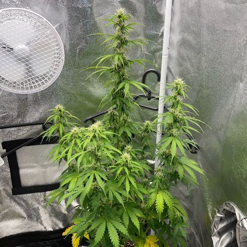 Tyson 2.0 Corkscrew Auto growlog timeline photo