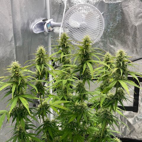 Cookies Gelato Automatic growlog timeline photo